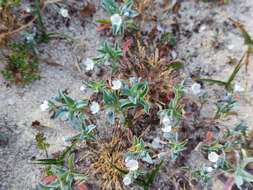 Image of Iberodes littoralis subsp. gallaecica (Laínz) Serrano, R. Carbajal & S. Ortiz