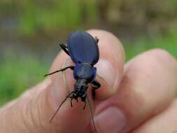 Image of Carabus (Morphocarabus) regalis regalis Fischer von Waldheim 1820