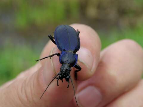 Image of Carabus (Morphocarabus) regalis Fischer von Waldheim 1820