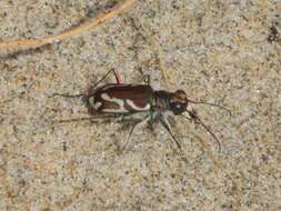 Image of Pacific Coast Tiger Beetle