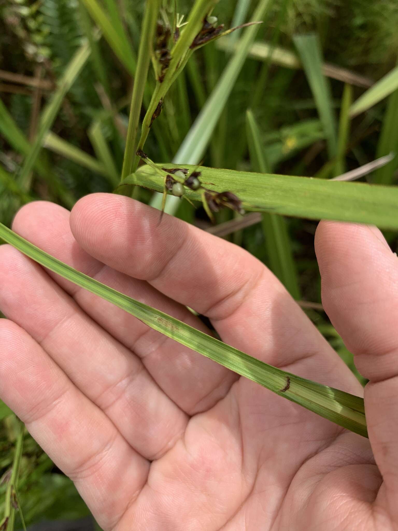 Image de Scleria lacustris C. Wright