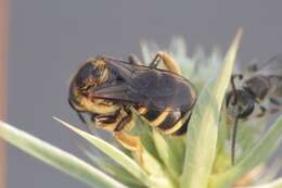 Imagem de Halictus patellatus Morawitz 1873