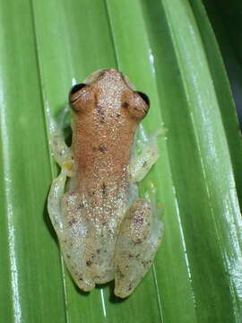 Image of Dendropsophus shiwiarum Ortega-Andrade & Ron 2013