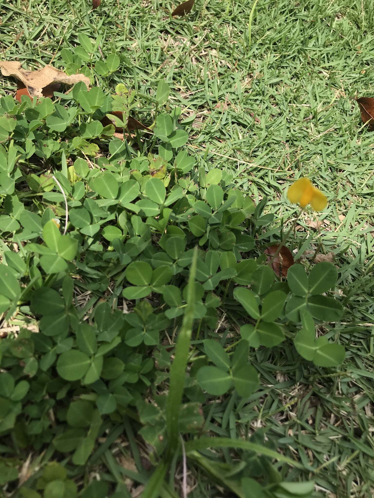 Image of creeping peanut