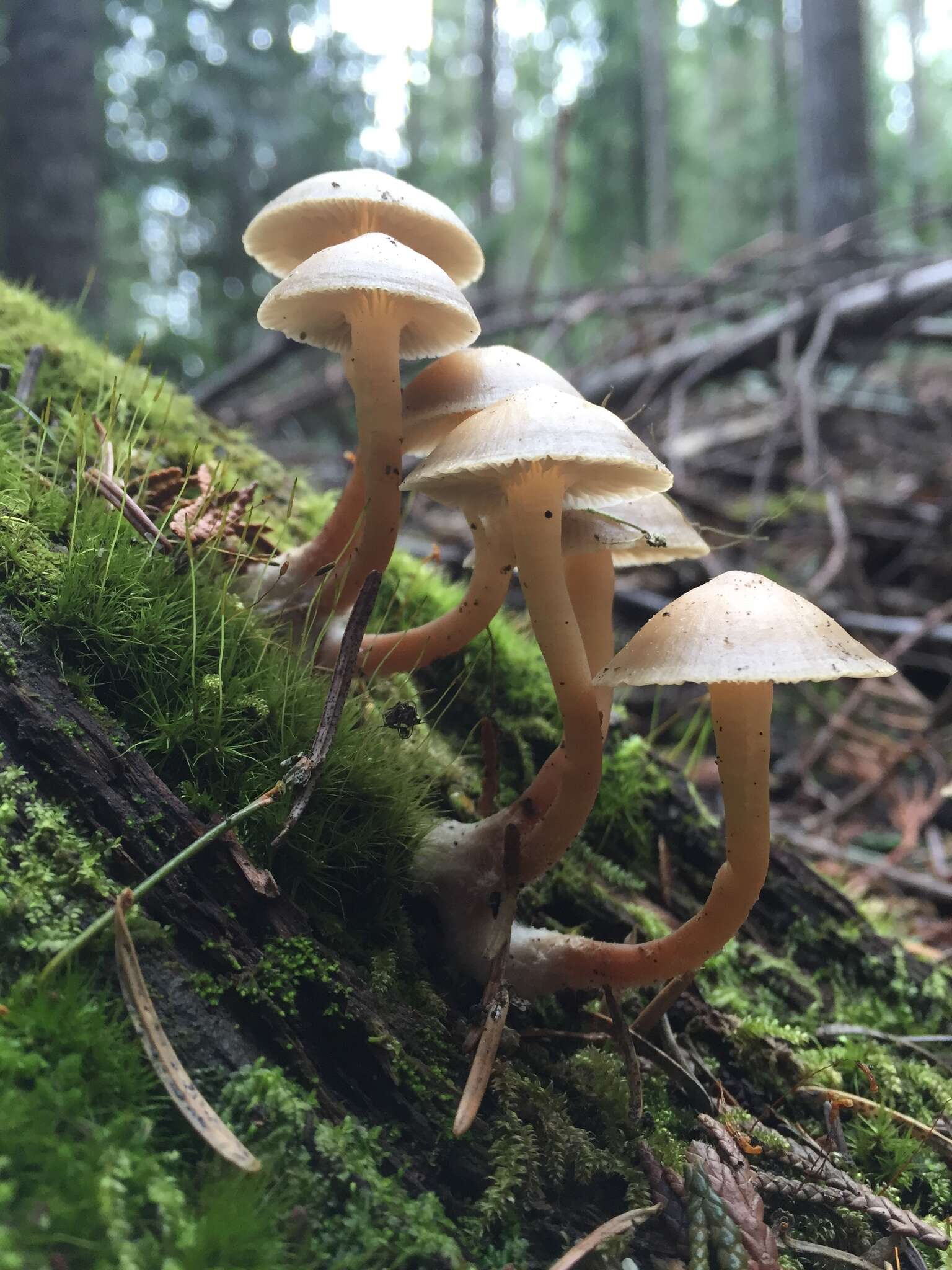 Image de Mycena overholtsii A. H. Sm. & Solheim 1953