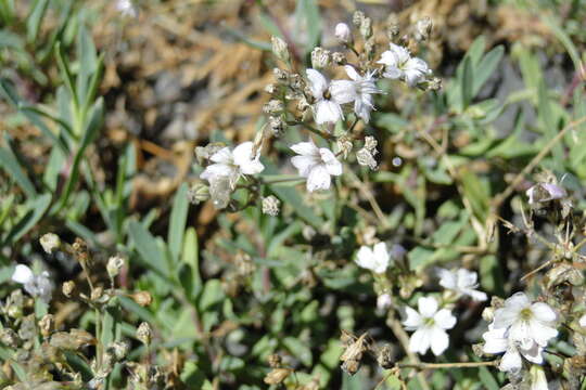 Слика од Gypsophila repens L.