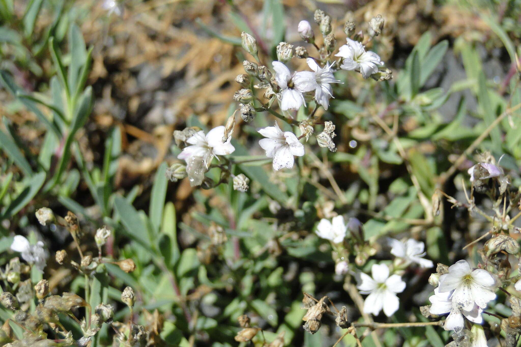 Слика од Gypsophila repens L.