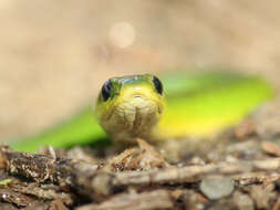 Plancia ëd Erythrolamprus viridis prasinus (Jan & Sordelli 1866)