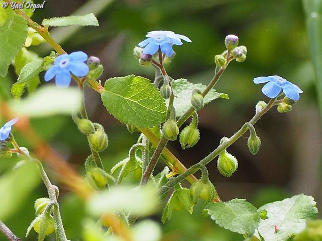 Image of Brunnera orientalis (Schenk) I. M. Johnst.