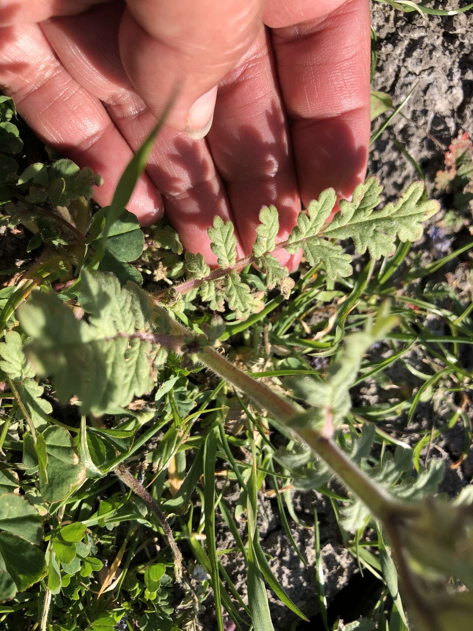 Phacelia ciliata Benth.的圖片