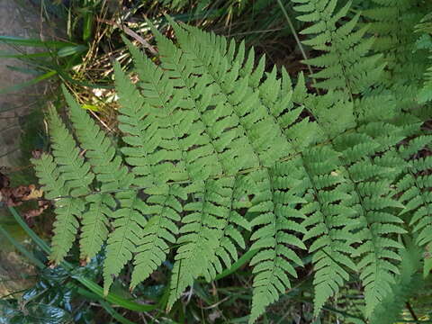 Image of Dryopteris pentheri (Krasser) C. Chr.