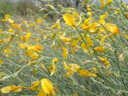 Image of Crotalaria spartioides DC.