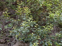 Plancia ëd Gymnosporia cassinoides (L'Hér.) Masf.