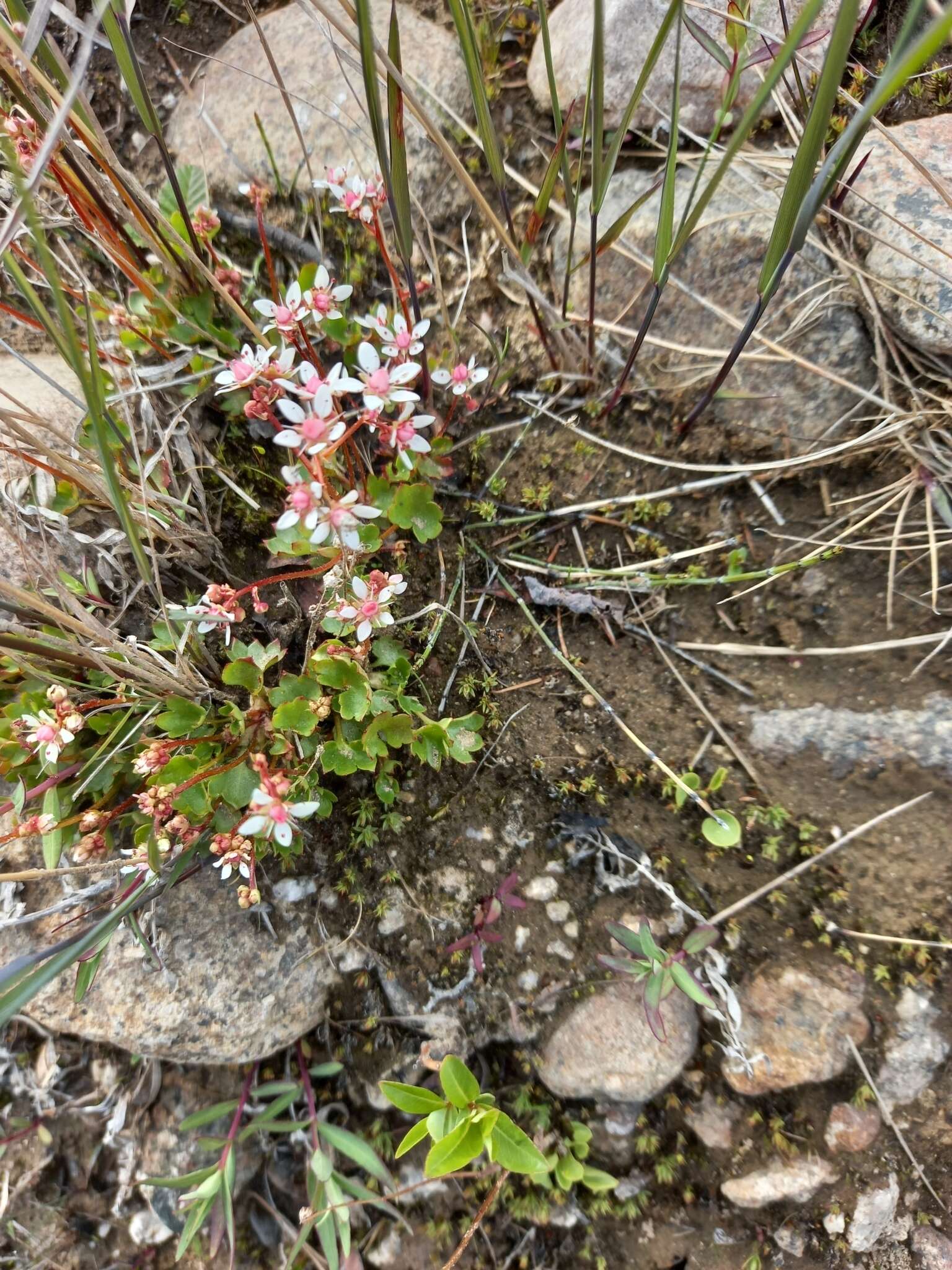 Imagem de Micranthes nudicaulis (D. Don) Gornall & H. Ohba