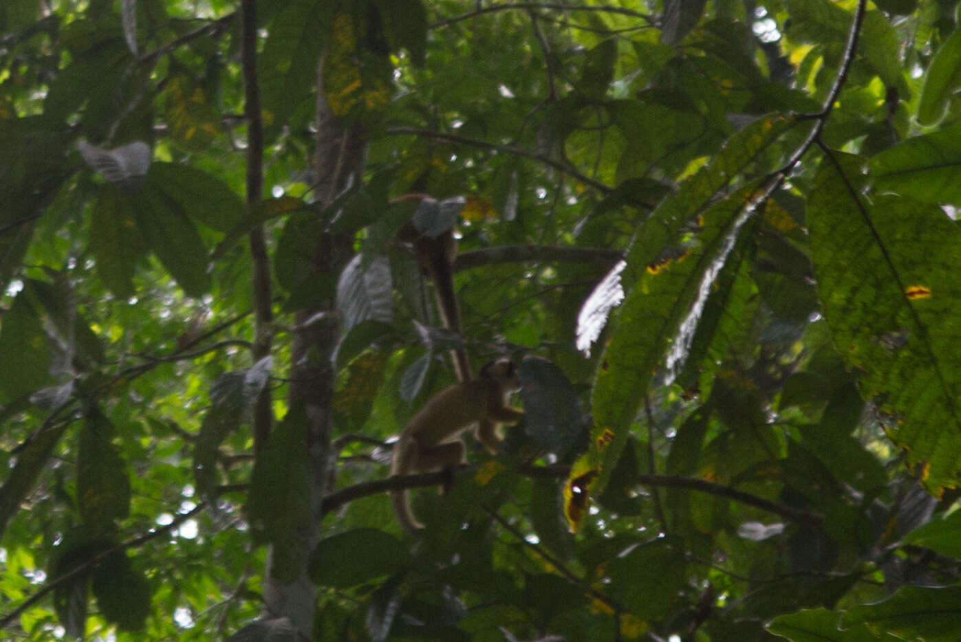 Image of Bolivian squirrel monkey