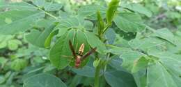 Image of <i>Polistes <i>myersi</i></i> myersi