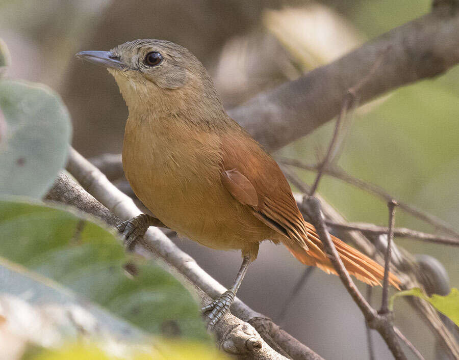 Image of White-lored Spinetail