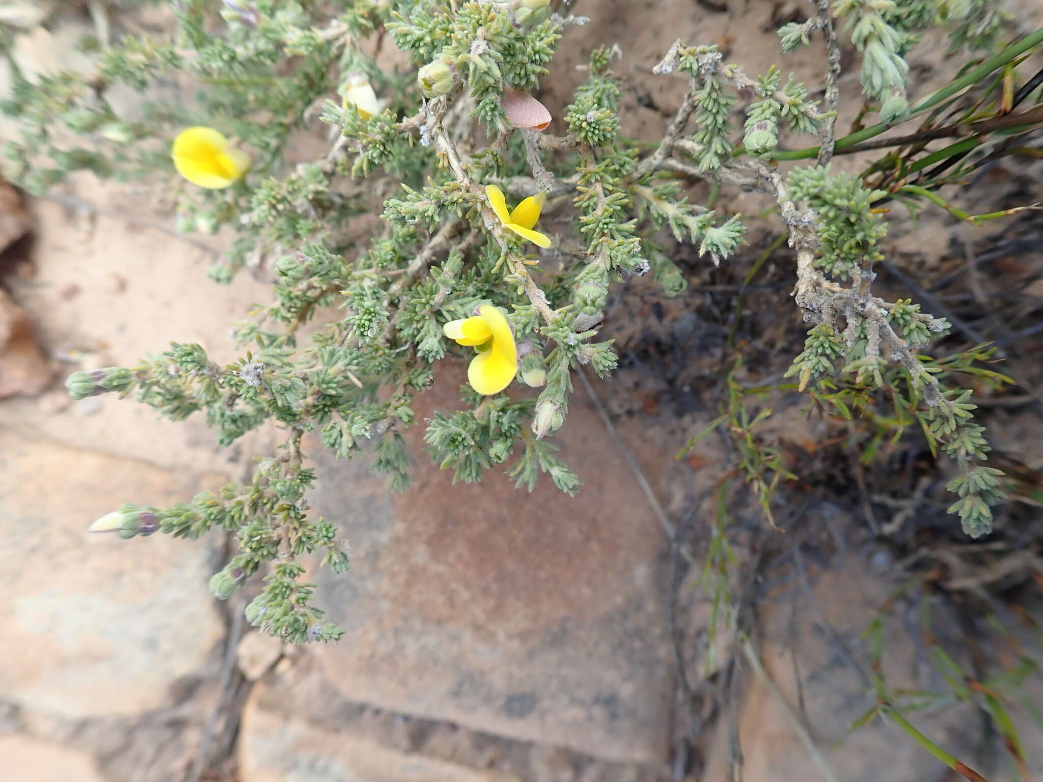 Image of Aspalathus cymbiformis DC.