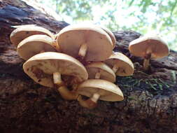 Слика од Pholiota nameko (T. Itô) S. Ito & S. Imai 1933