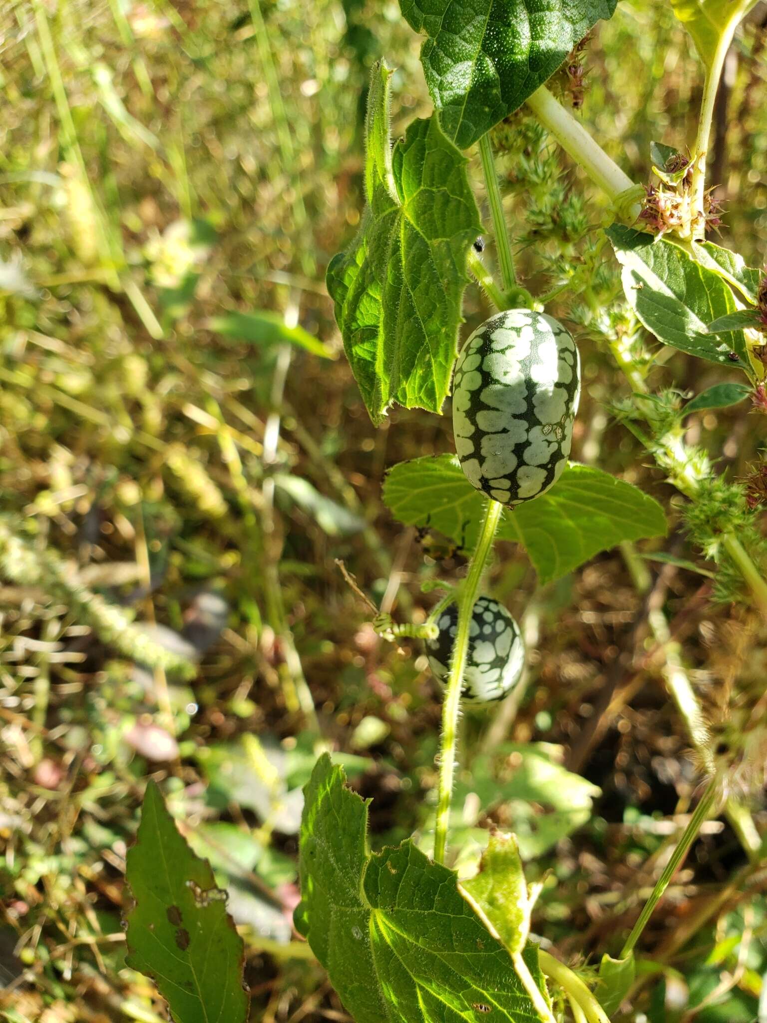 Image of Melothria scabra Naud.