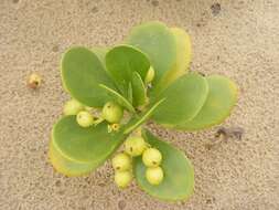 Image of Beachberry