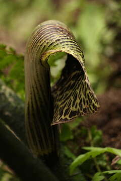 Image of Arisaema griffithii Schott