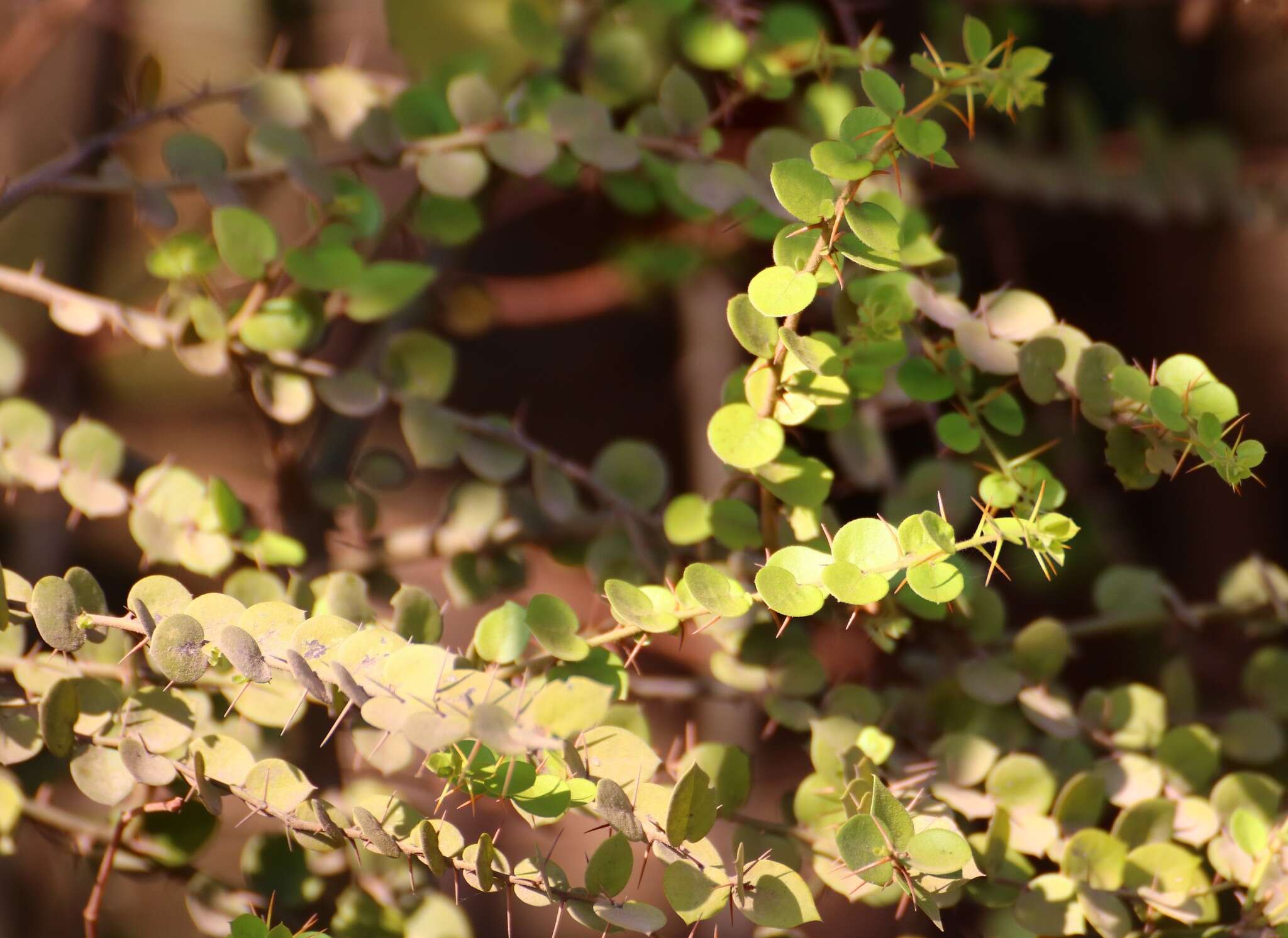 Image of Capparis rotundifolia Rottl.