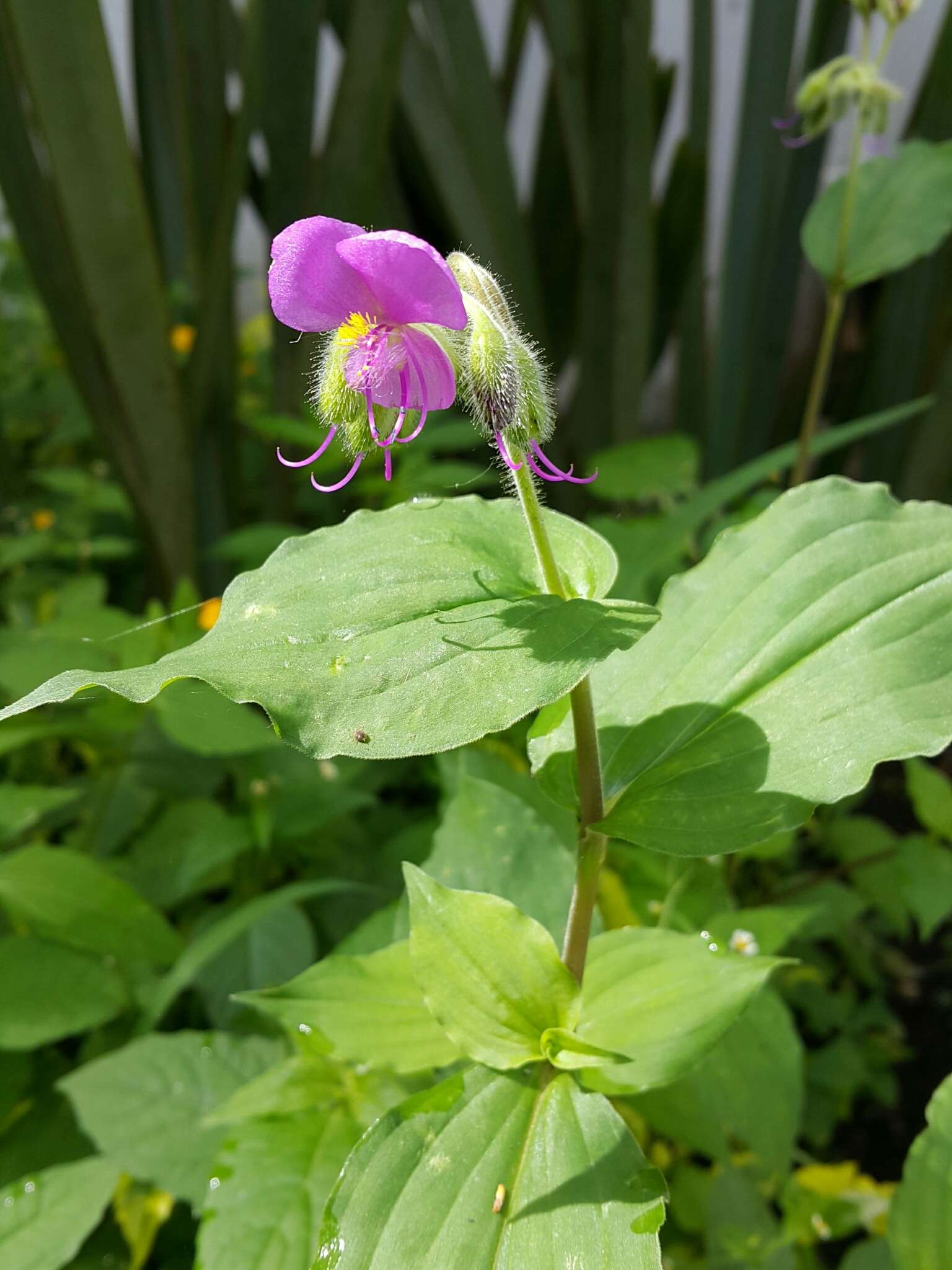 Image of Tinantia erecta (Jacq.) Fenzl