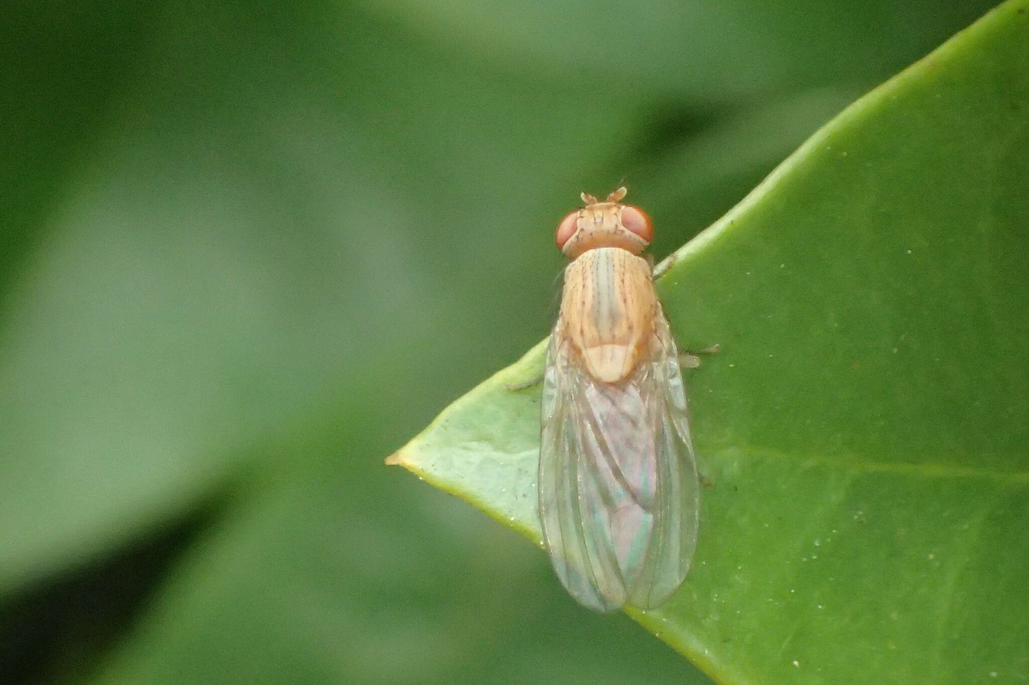 Minettia flaveola (Coquillett 1898)的圖片