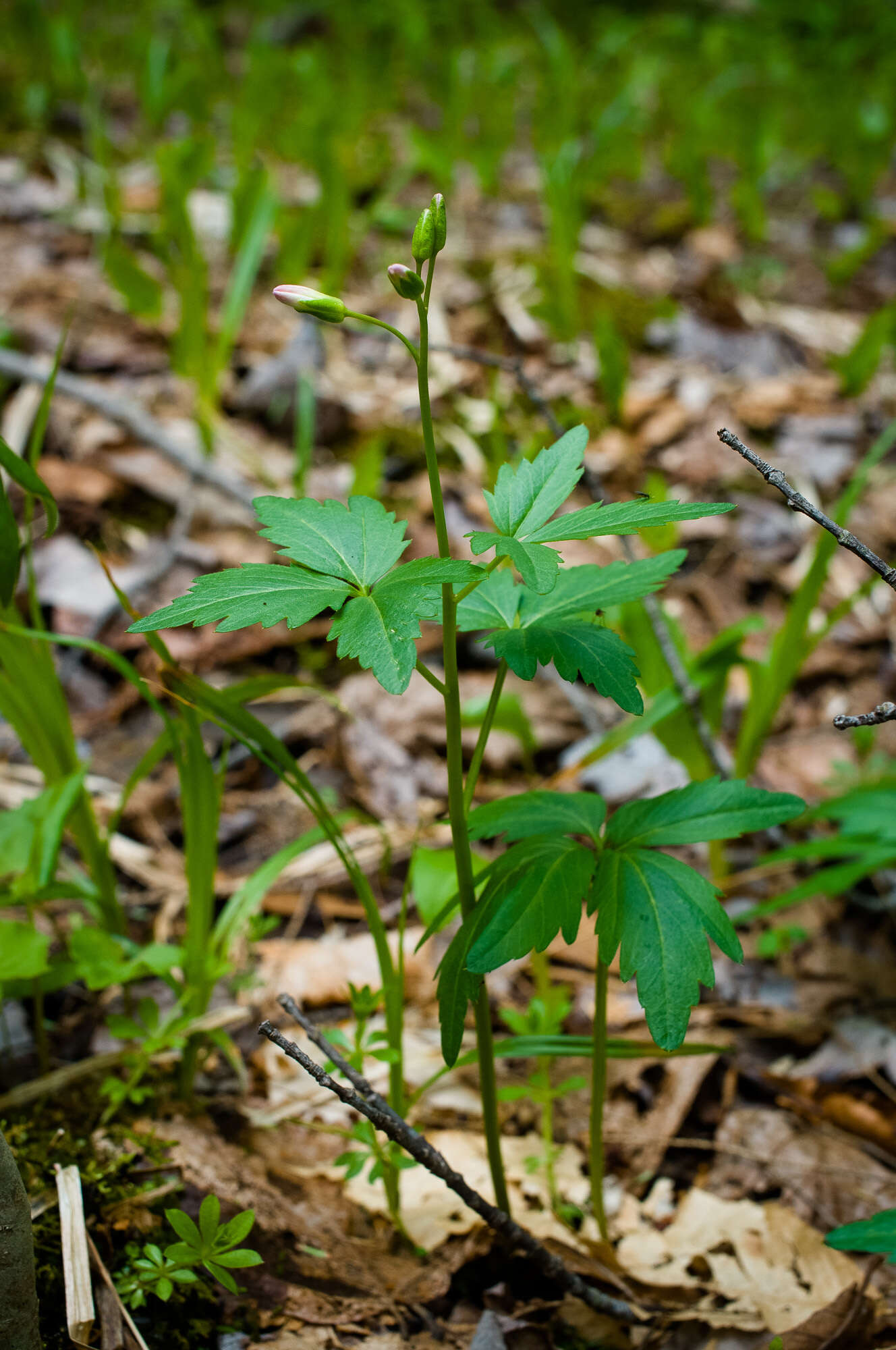 Imagem de Cardamine maxima (Nutt.) A. W. Wood