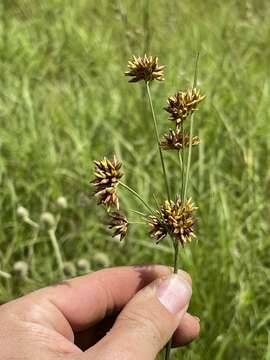 Image of Indianola Beak Sedge