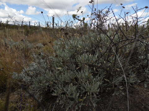 Image of guayule