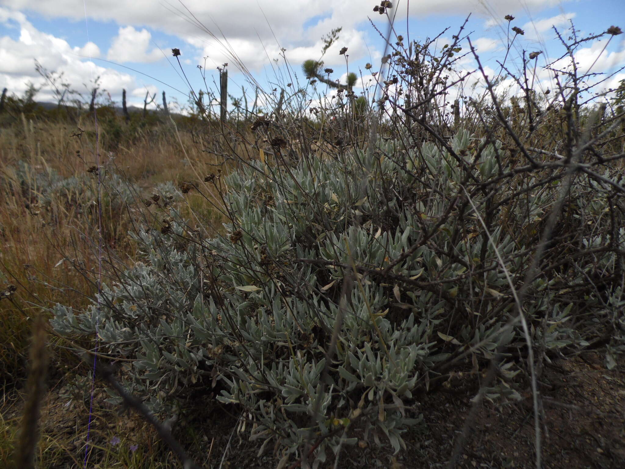 Imagem de Parthenium argentatum A. Gray