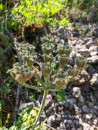 Image de Heracleum ligusticifolium Bieb.