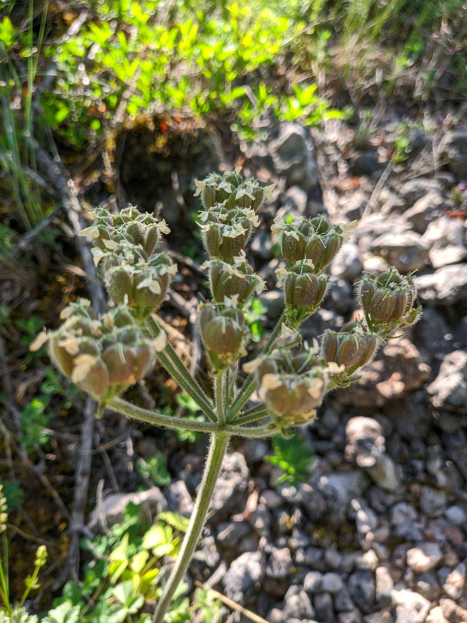 Image of Heracleum ligusticifolium Bieb.