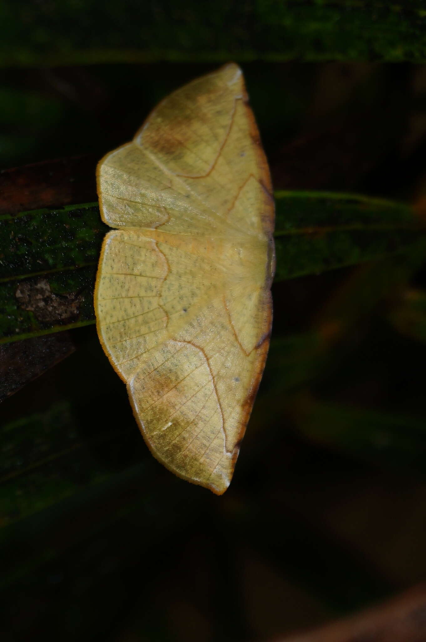 Image de Simopteryx torquataria Walker 1860