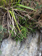 Plancia ëd Earina autumnalis (G. Forst.) Hook. fil.