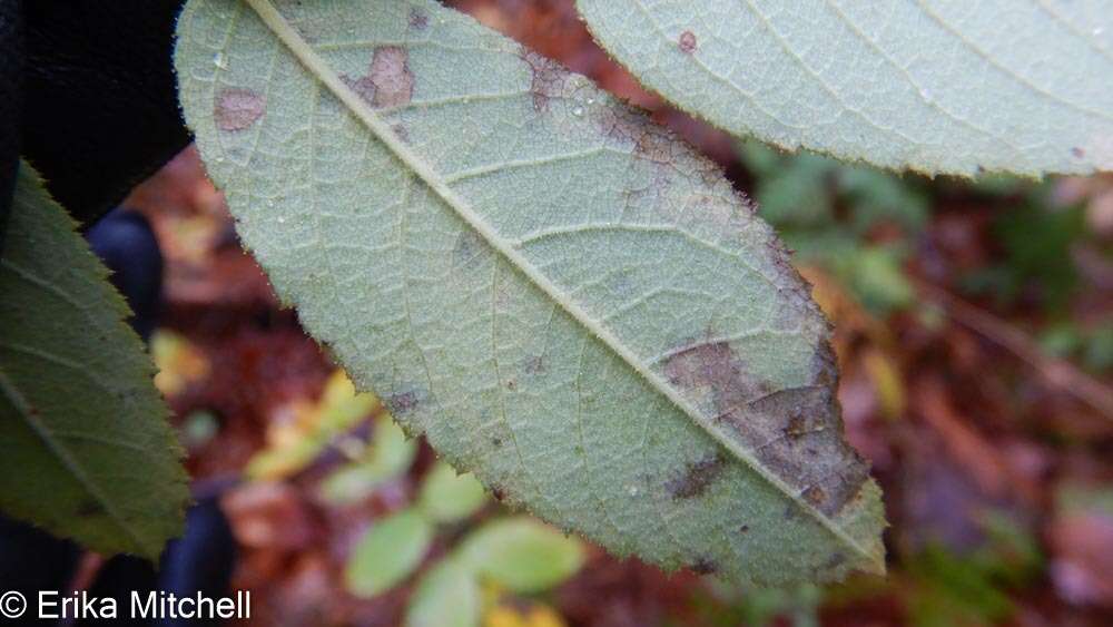 Image of Stigmella rosaefoliella (Clemens 1861) Wilkinson et al. 1979