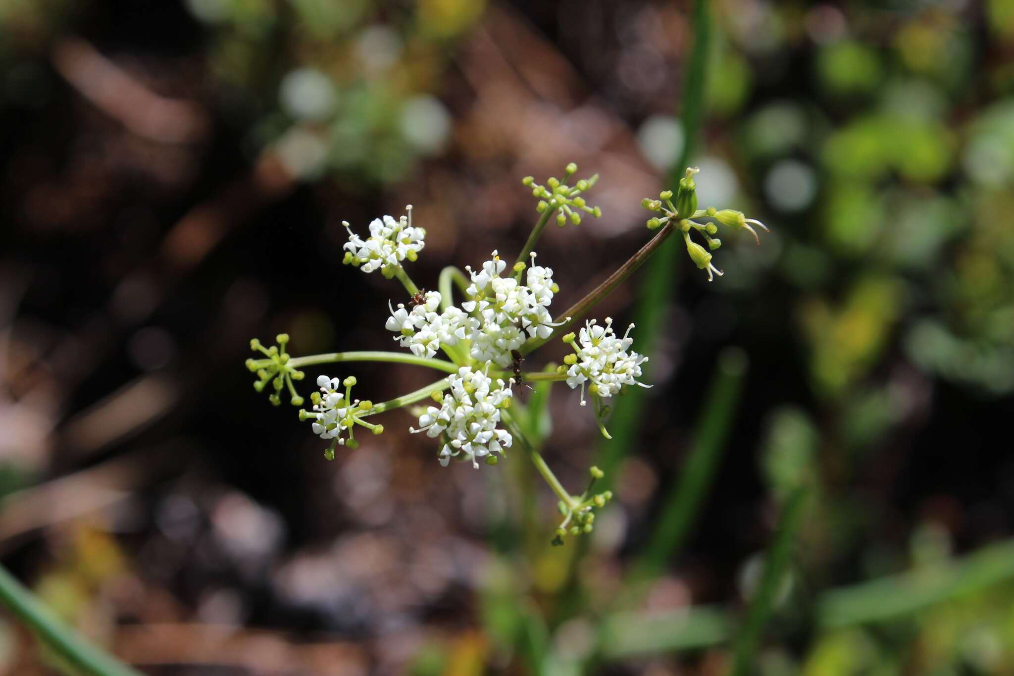 Image of Ottoa oenanthoides Kunth