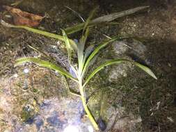 Image of Robbins' pondweed