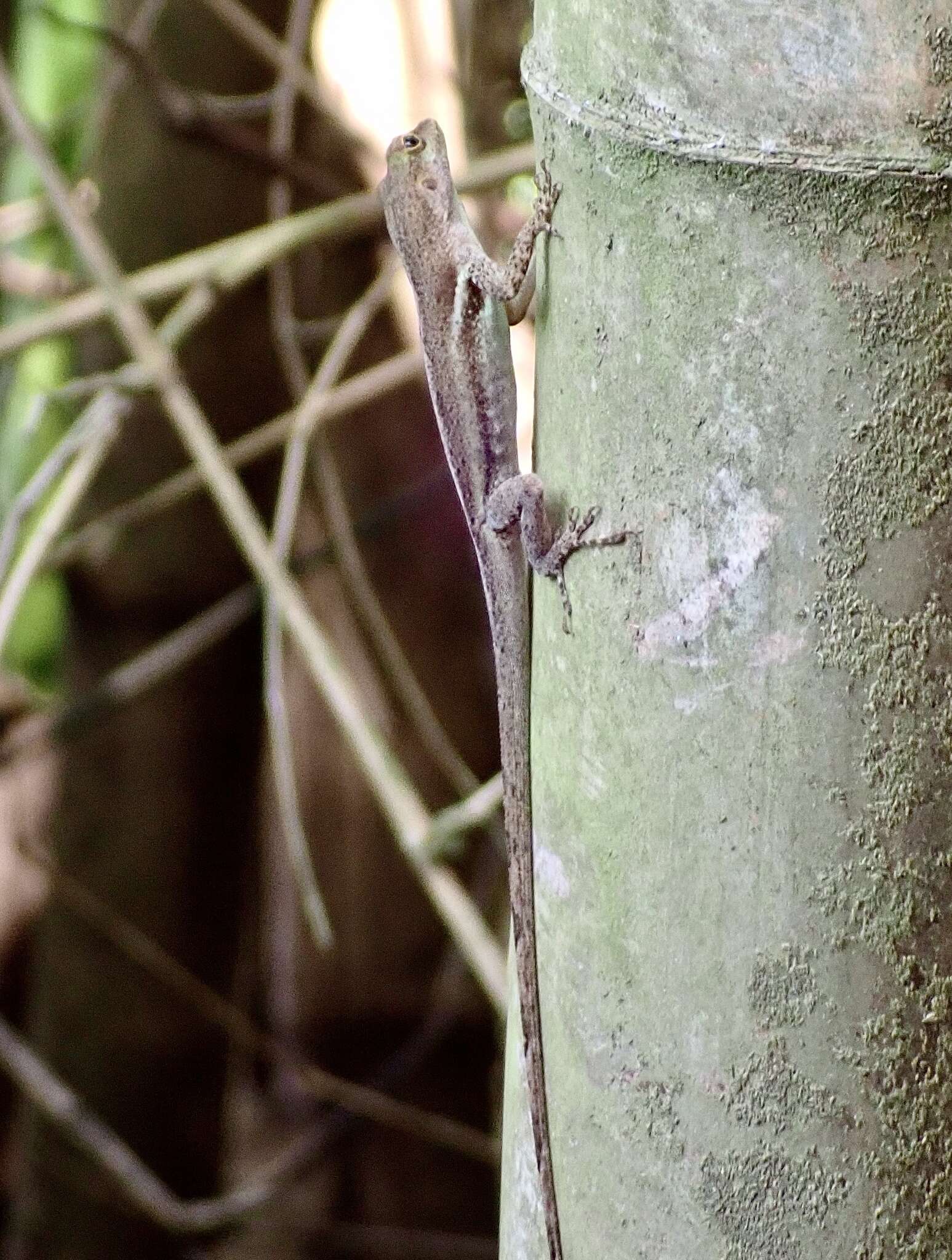 Anolis luciae Garman 1887的圖片