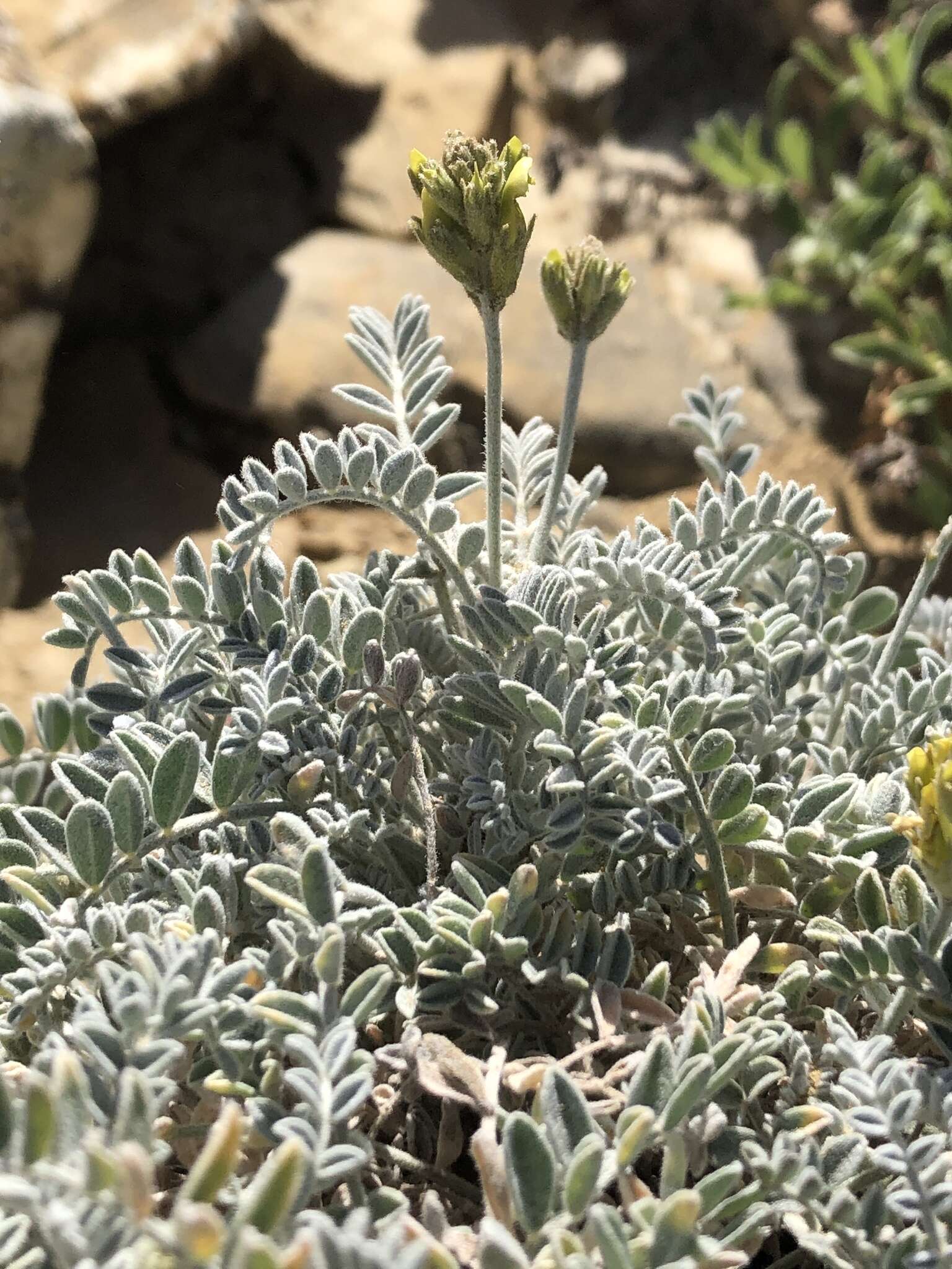 صورة Astragalus traskiae Eastw.