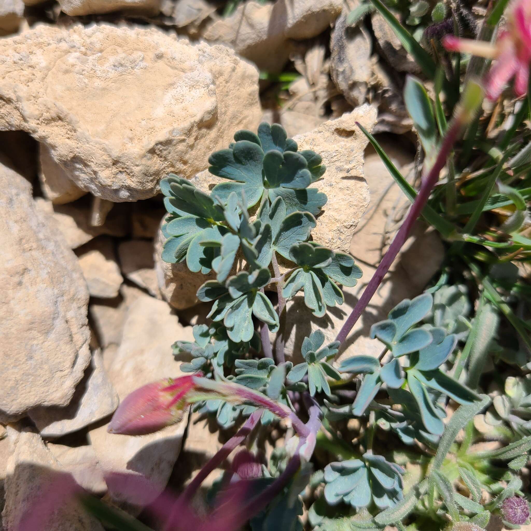 Image of Utah columbine