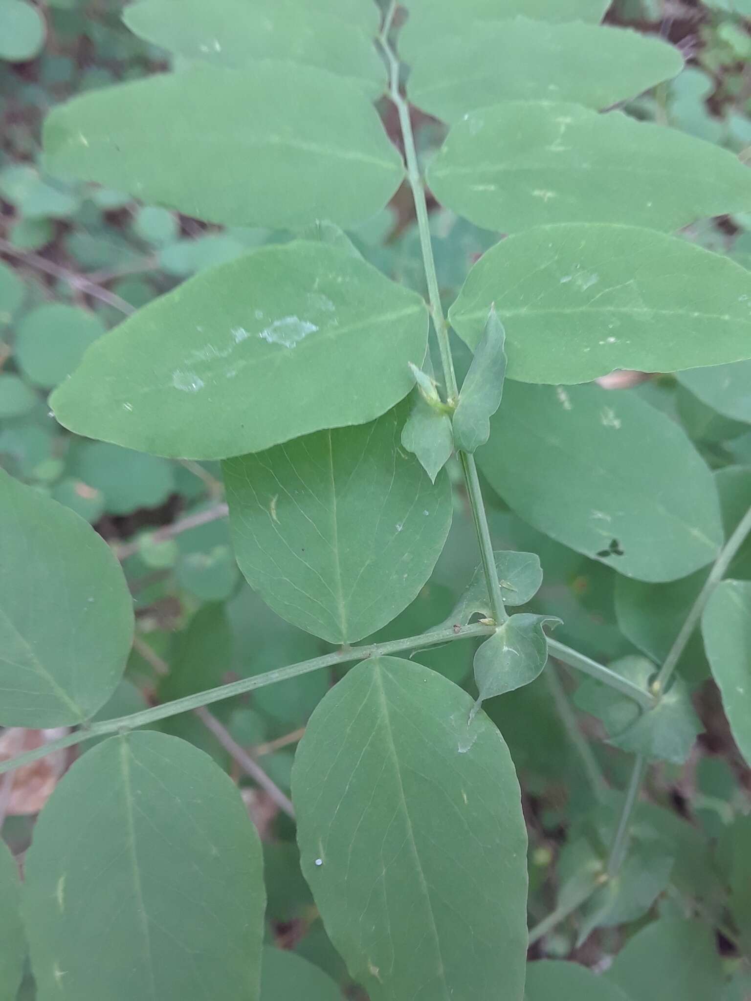 Imagem de Lathyrus holochlorus (Piper) C. L. Hitchc.