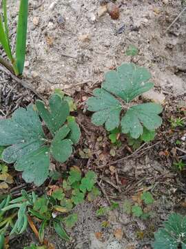 Image of Pelargonium ternifolium P. J. Vorster