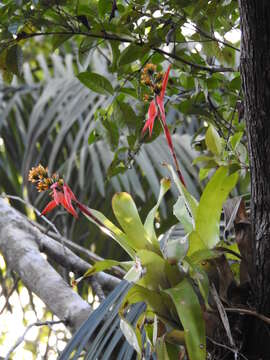 Image of Aechmea mertensii (G. Mey.) Schult. & Schult. fil.