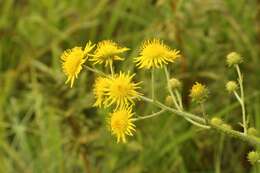 Sivun Berkheya rhapontica subsp. rhapontica kuva