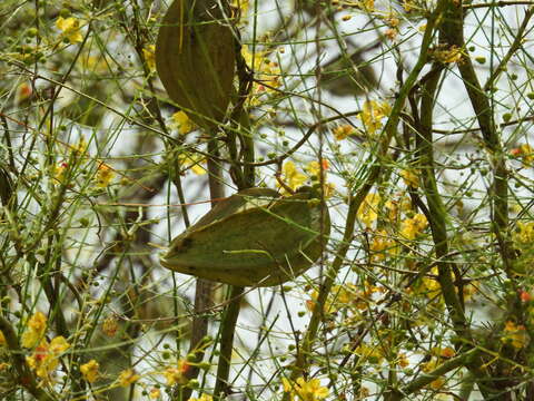 Image of Gonolobus naturalistae