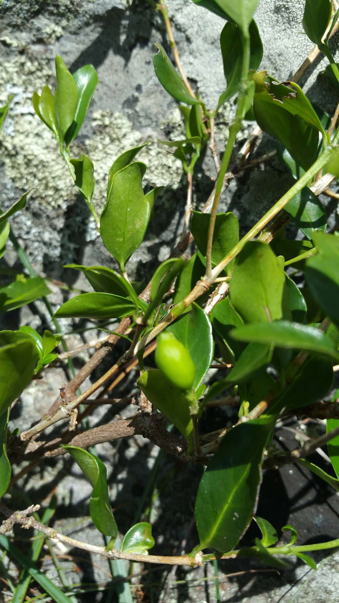 Image of Coffea buxifolia A. Chev.