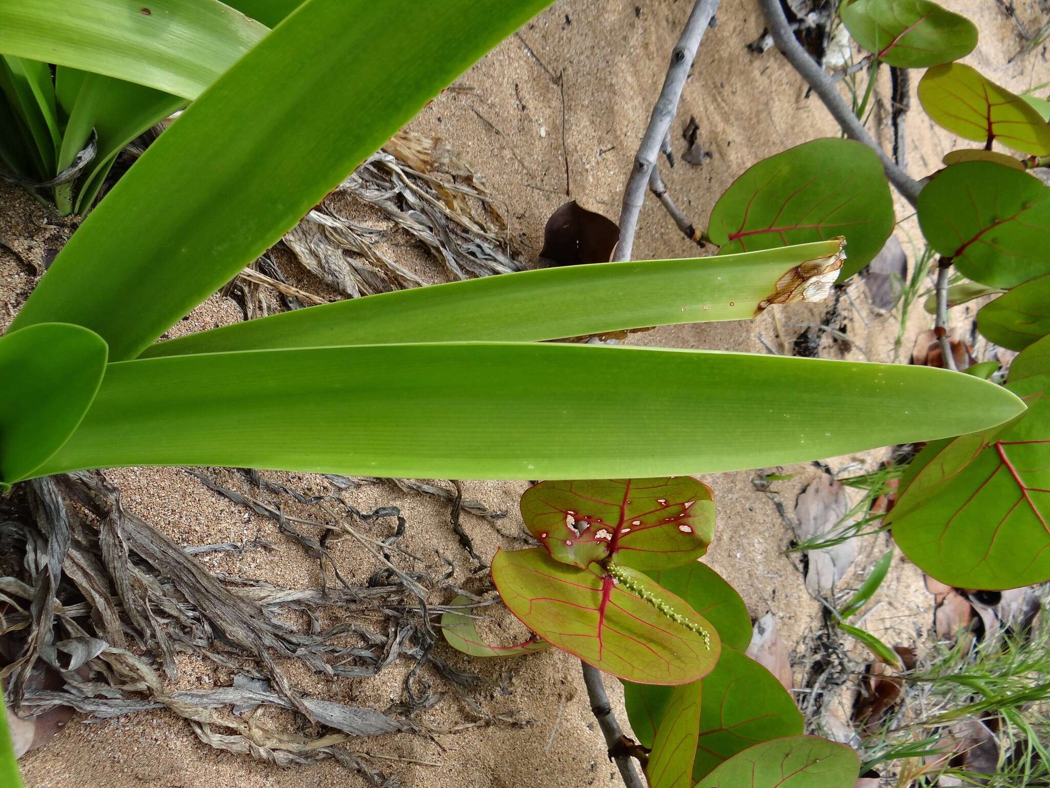 Image of perfumed spiderlily